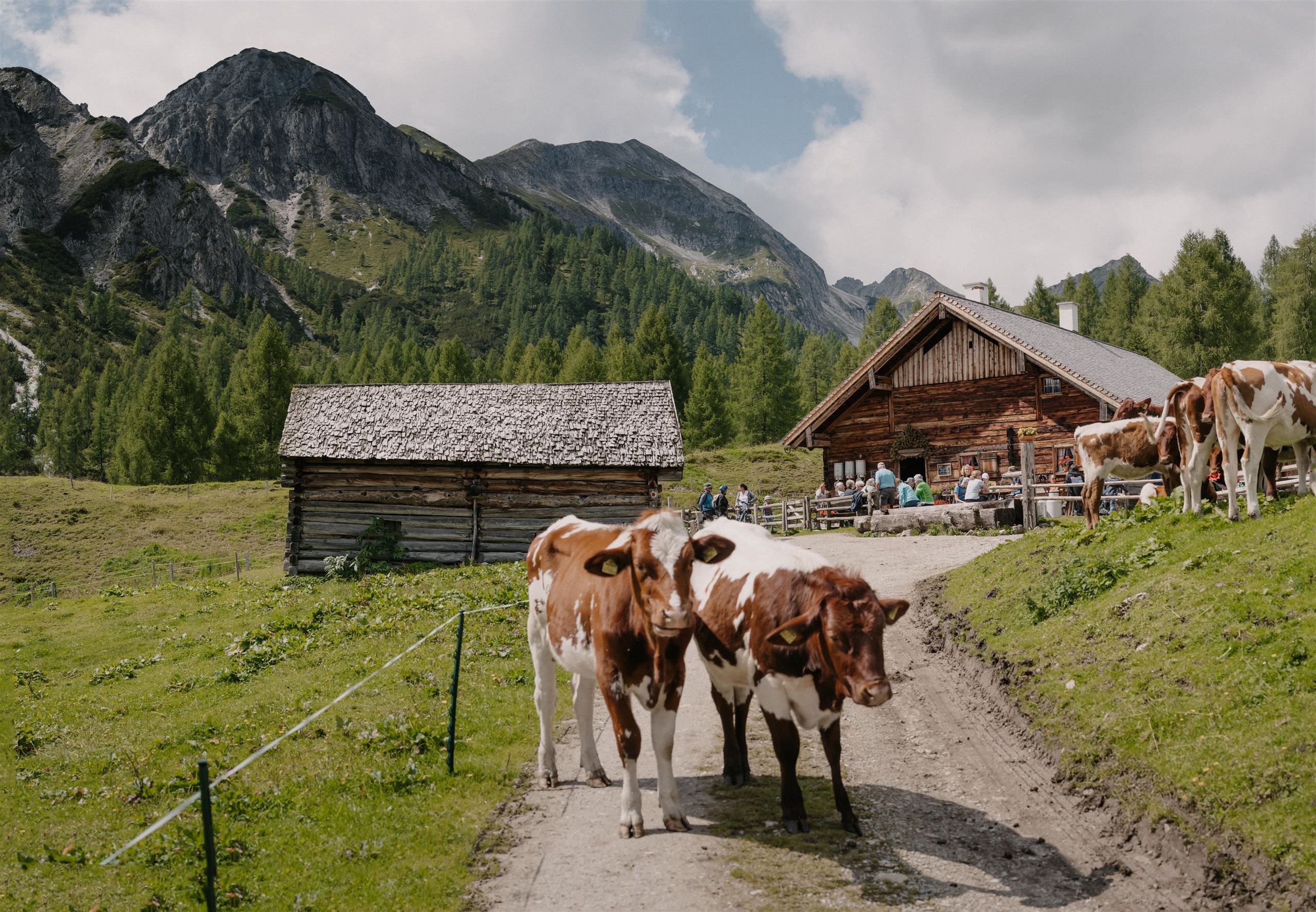 Tauernkarleitenalm